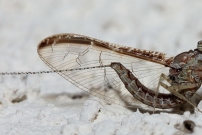 Un phmre. Une femelle (phmroptre - Baetidae - Cloeon dipterum)